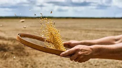 In-Line Diode Array 7300 NIR Instruments in Soybean Processing