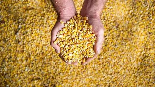 Corn Processing Monitoring Using the DA 7300 In-line NIR instrument