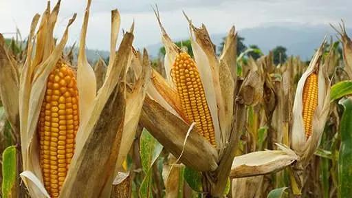 Using DA 7300 and DA 7440 in Wet Corn Milling Processes
