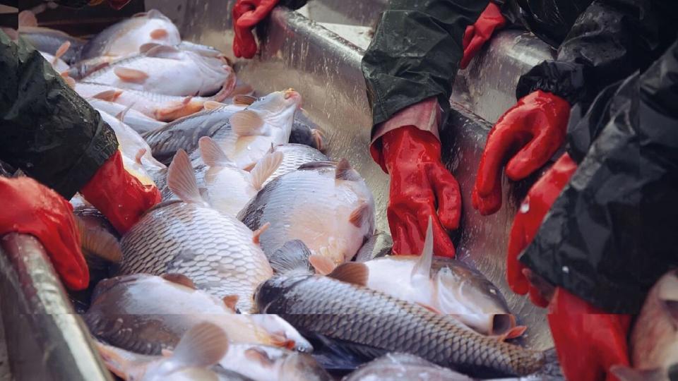Efficient processing of fish waste and seaweed with the RedUnit system